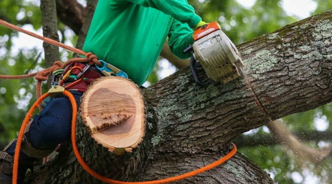 How Often Should You Trim Your Trees?