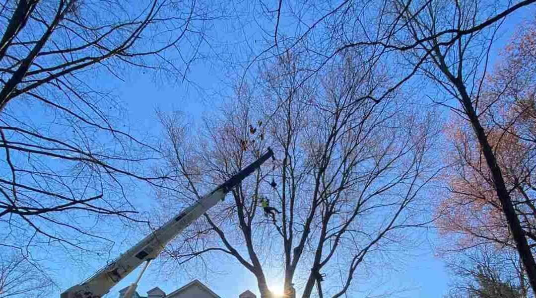 The Best Way To Trim a Tree Without Harming It in Goshen, KY