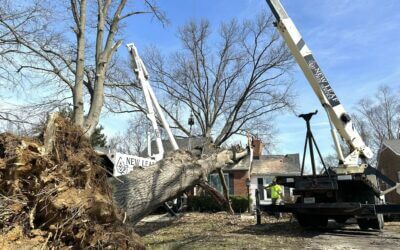 Emergency Tree Removal: New Leaf Tree Service Tackles 62-ft Oak in Clarksville, IN