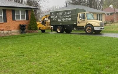 Emergency Tree Removal in Clarksville, IN: Insurance Claim Assistance | New Leaf Tree Service