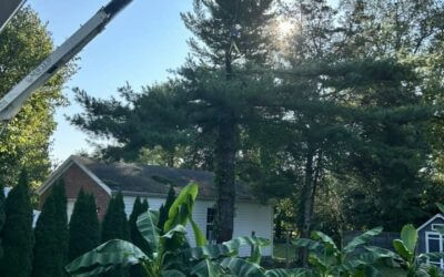 Expert Tree Removal Services in Crestwood, KY: A Case Study on New Leaf Tree Service