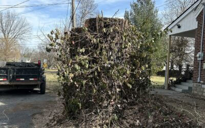 Expert Tree Removal and Debris Cleanup in Louisville, KY | New Leaf Tree Service