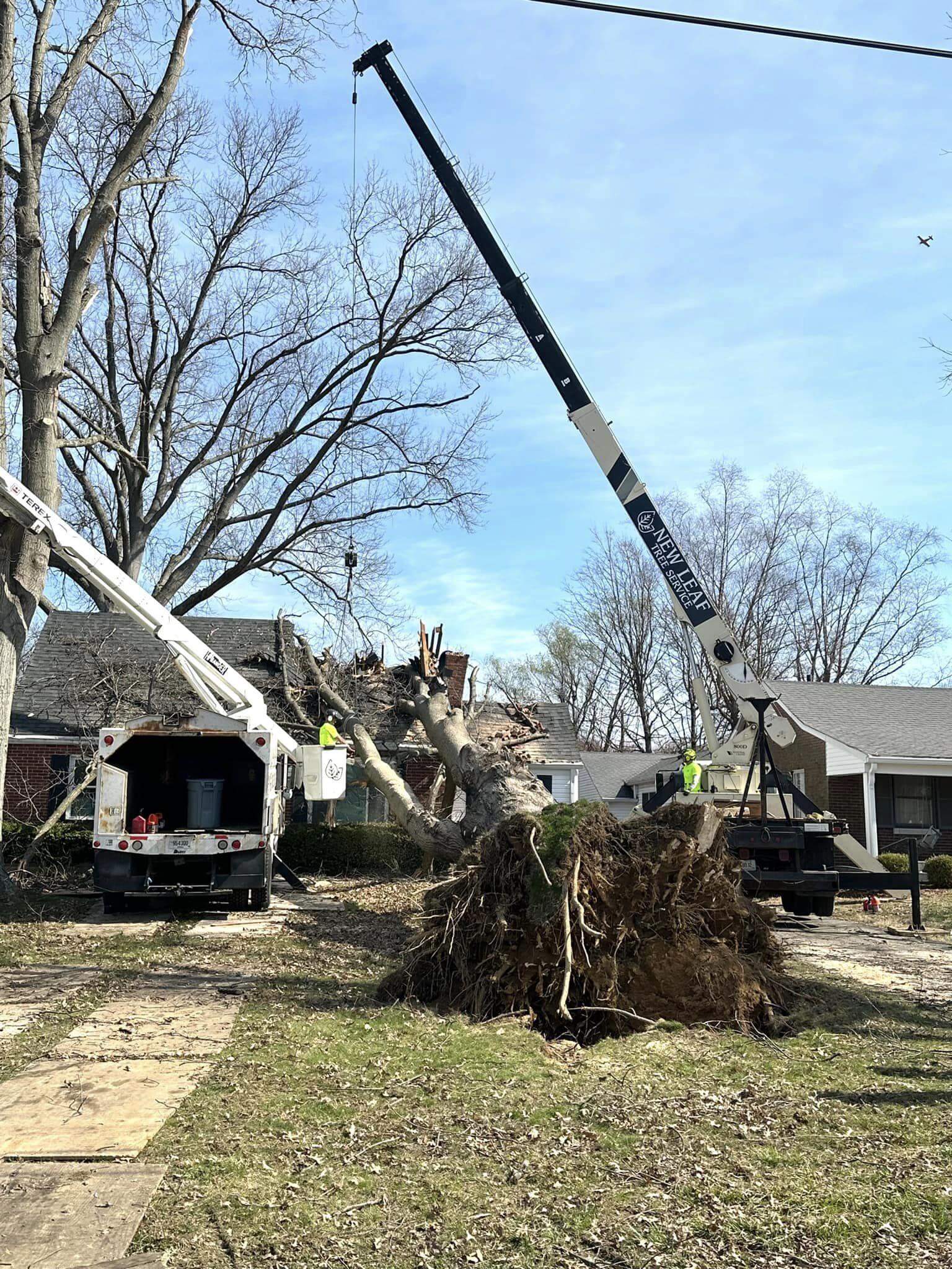 Insurance Tree Service Claims Louisville KY