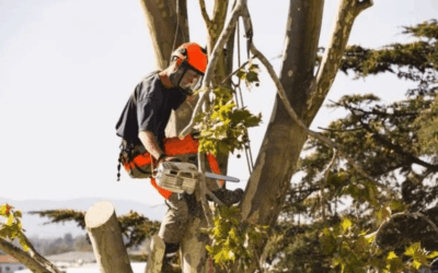 Louisville Tree Trimming Case Study | Historic White Oak Pruned Safely