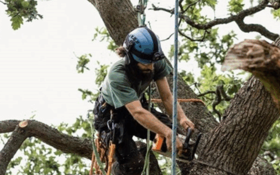 Certified Arborist Tree Health Assessment in Goshen, KY | New Leaf Tree Service