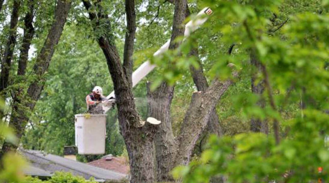 Get to Know the Science Behind Removing Large Trees in Goshen, KY