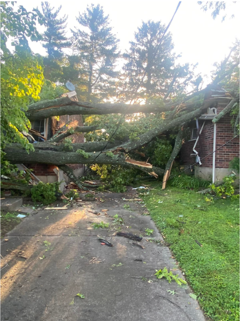 When Nature Strikes: Navigating Insurance Claims for Tree Damage