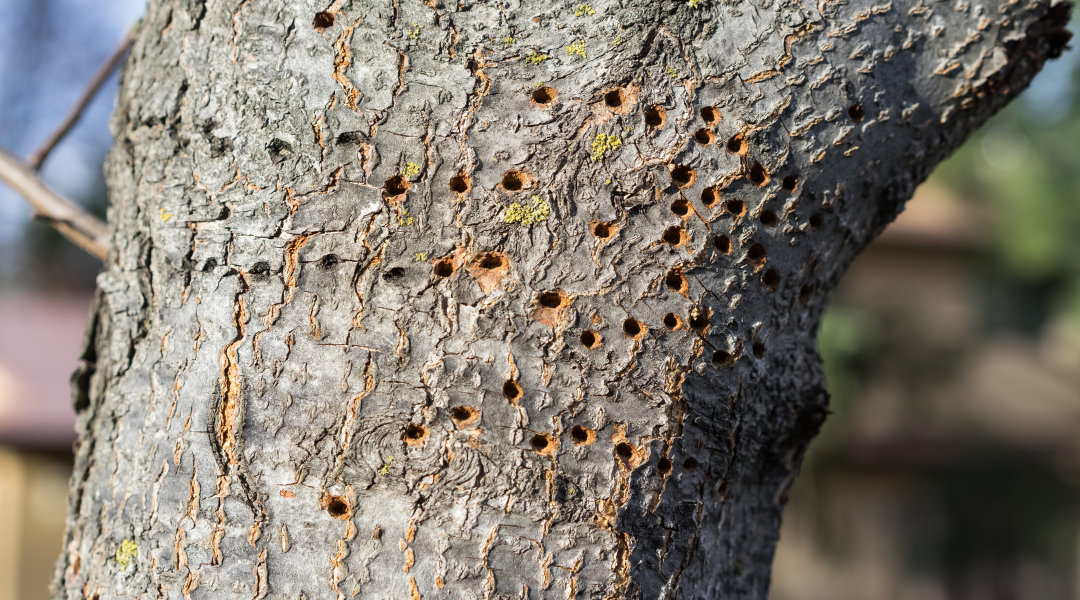 Ash Tree Removal in Louisville: Why Dead Ash Trees Shouldn’t Wait Until Winter