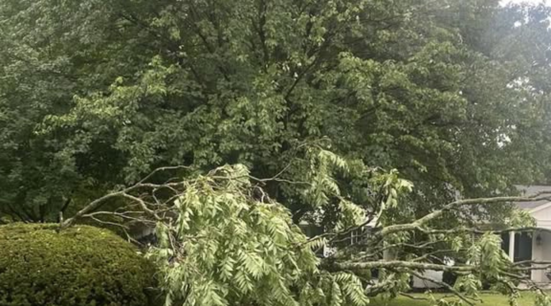 How to Protect Your Trees From Storm Damage Before Louisville’s Next Big Storm