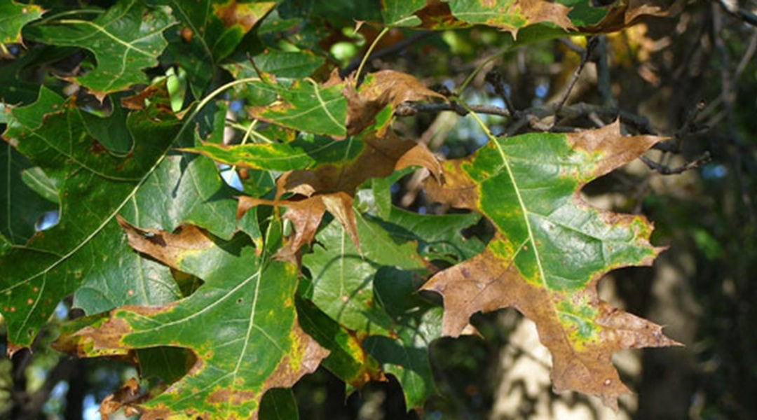 Seven Common Oak Tree Diseases