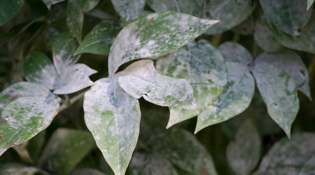 Identifying and Treating Powdery Mildew on Trees