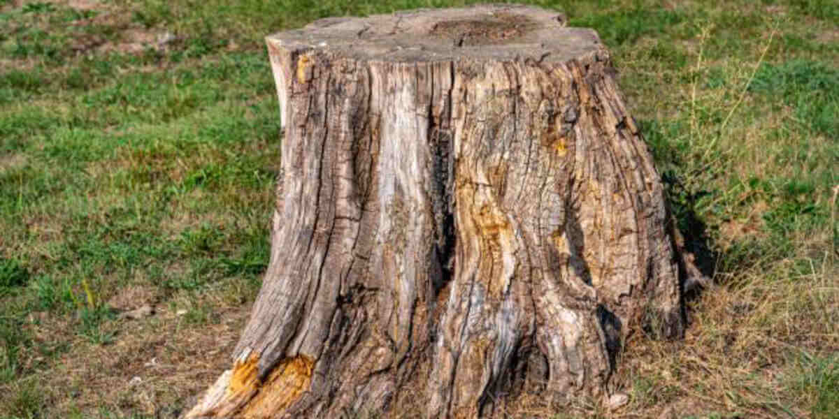 What Is Root Collar Excavation and Why Do Trees Need It?