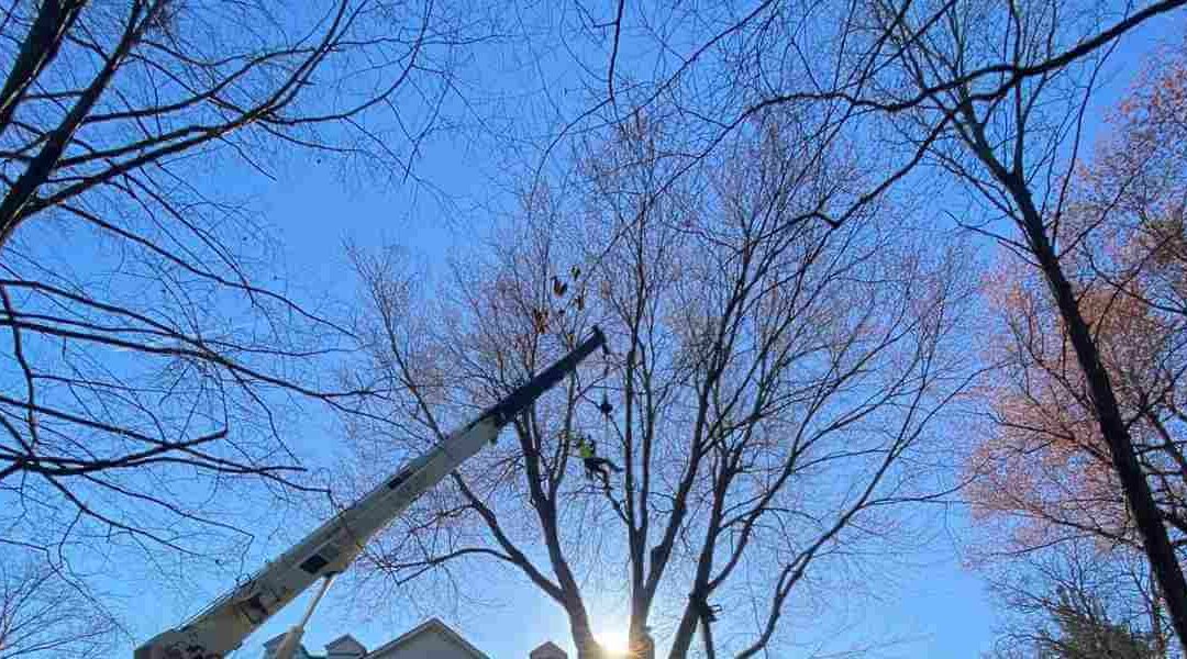 Should You Prune Dead Branches?