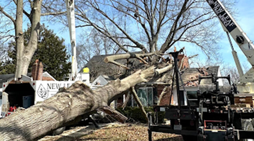 Six Signs a Tree Needs To Be Removed Right Away