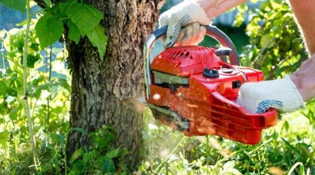 Spring Tree Care Checklist: What Does It Include?