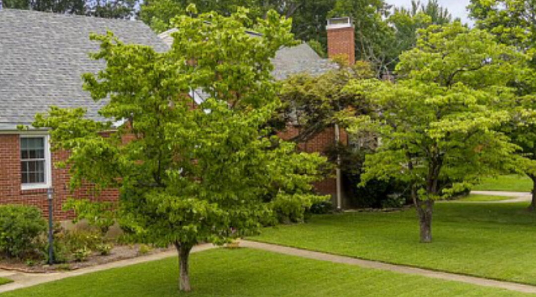 Six Summer Tree Care Tips To Keep Your Trees Healthy