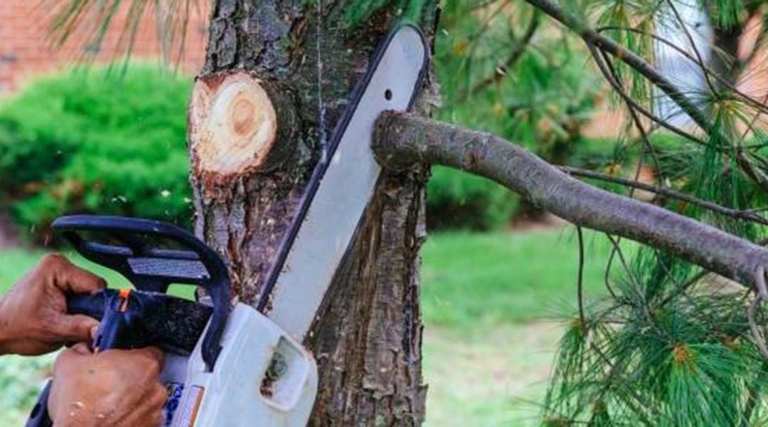 5 Common Tree Cutting Equipment Experts Use