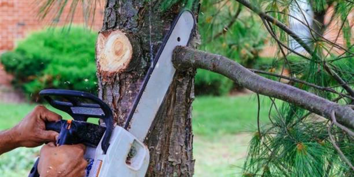 5 Tree Cutting Equipment And Tools Professionals Use   Tree Cutting Equipment 