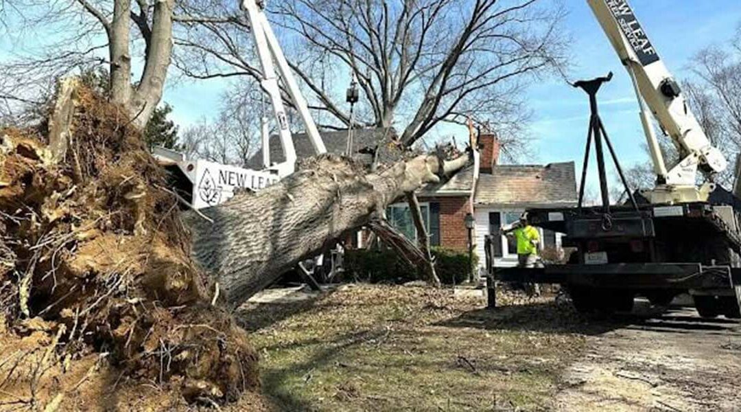 What Qualifies As a Tree Emergency?