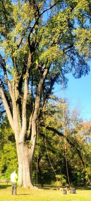 A successful tree healthcare job in New Albany, IN