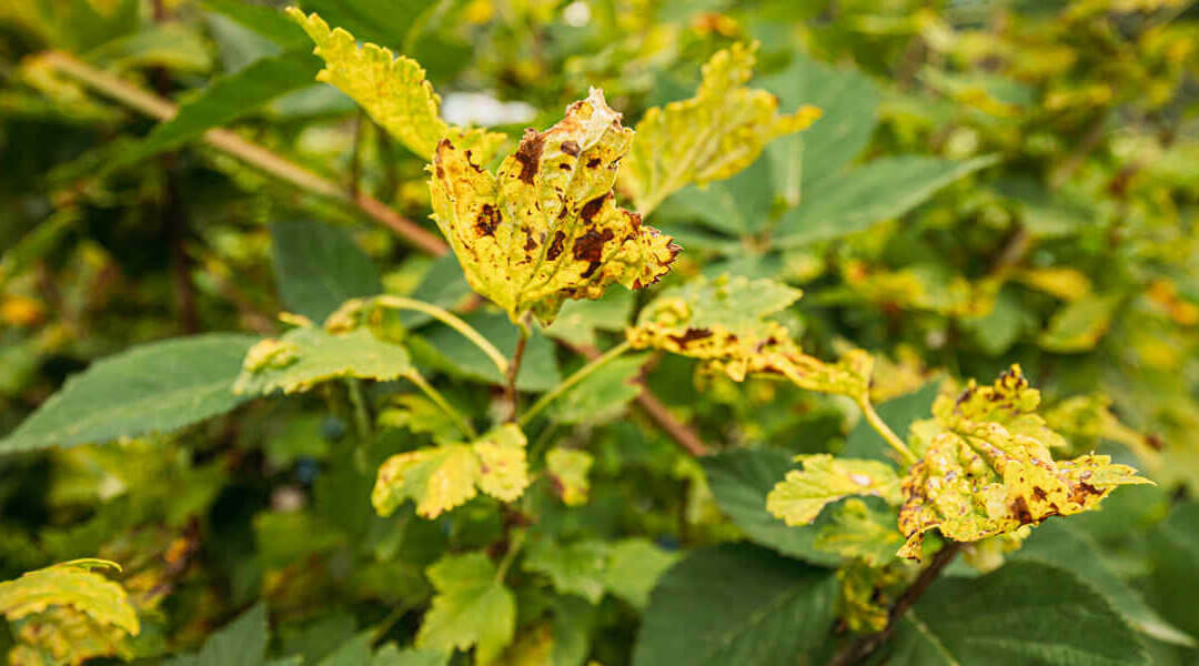 Why Are Your Tree’s Leaves Turning Yellow in Louisville, KY?