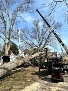 Tree Removal in Clarksville, IN