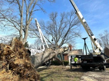 A tree removal in progress in Clarksville, IN