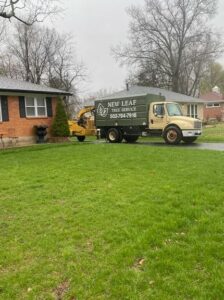 A successful tree removal job in Clarksdale, IN