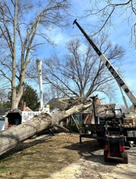 A tree removal job in Clarksville, IN