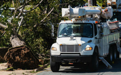 Expert Tree Removal in Louisville, KY | Saving a Shady Yard