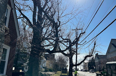 Safe and Efficient Tree Removal: New Leaf Tree Service Tackles 56-Foot Oak in Louisville, KY