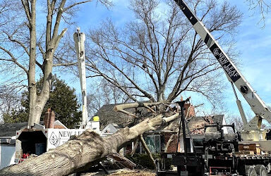 Fallen Oak Crisis: New Leaf Tree Service to the Rescue in Clarksville, IN