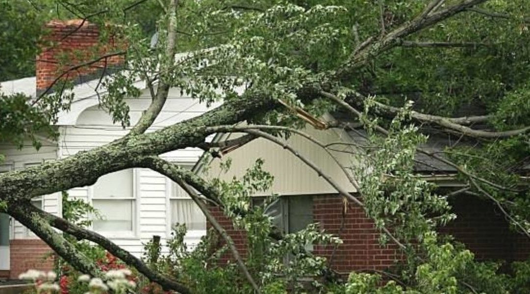 The Dangers of Planting a Tree Too Close to House
