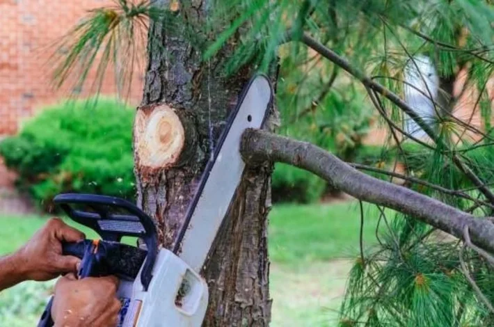 A team member trimming a tree in Louisville, KY