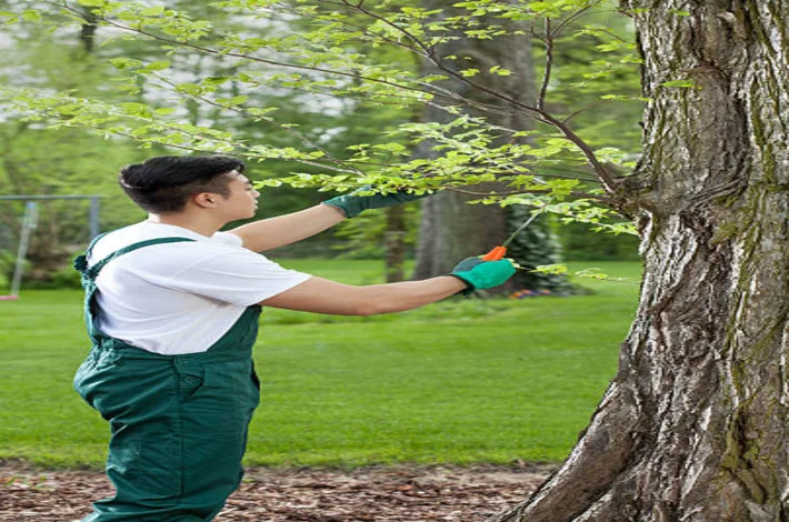 A team member completing a tree trimming in Louisville, KY