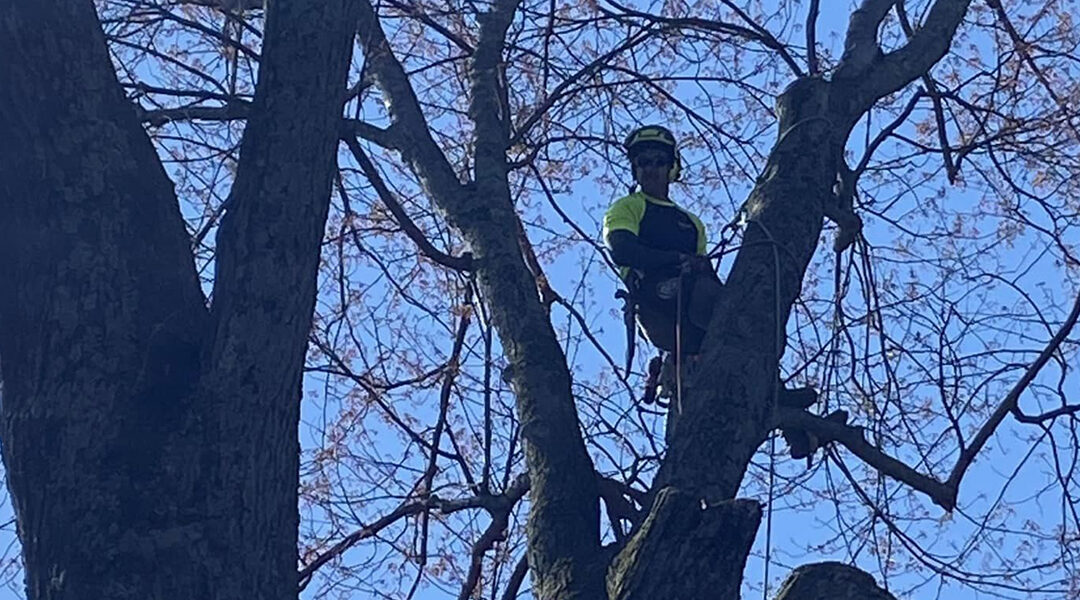 Six Different Types of Tree Pruning
