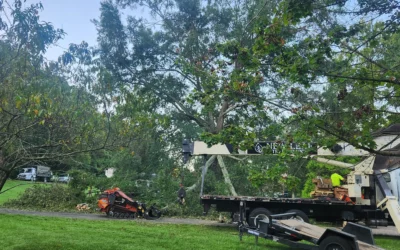 Expert Oak Tree Removal by New Leaf in Louisville, KY| Certified Arborist Case Study