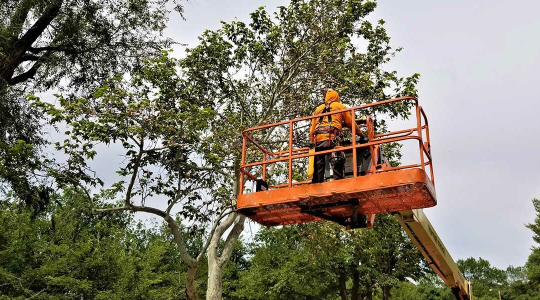 What Is Crown Reduction on a Tree?