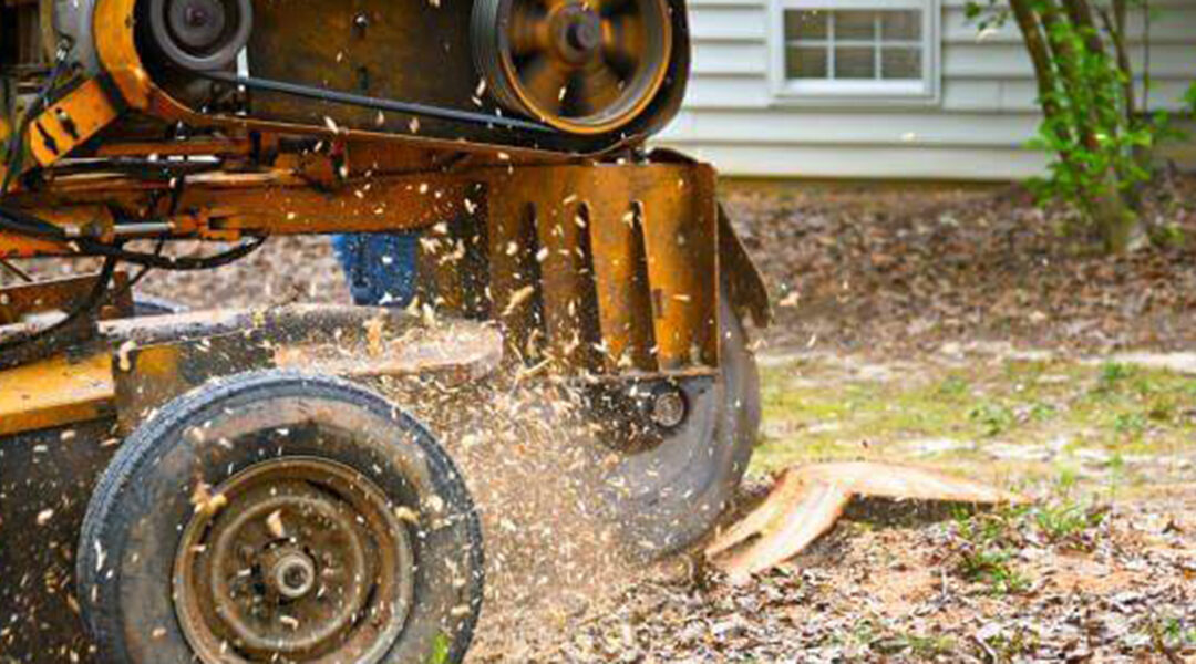 What To Do After Stump Grinding?