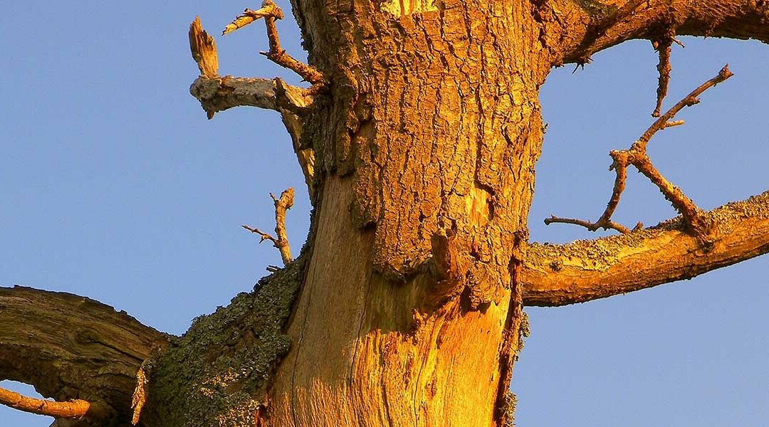 Why Is the Bark Falling Off Your Tree?