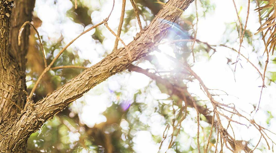 Will Broken Branches Kill a Tree in Louisville, KY?